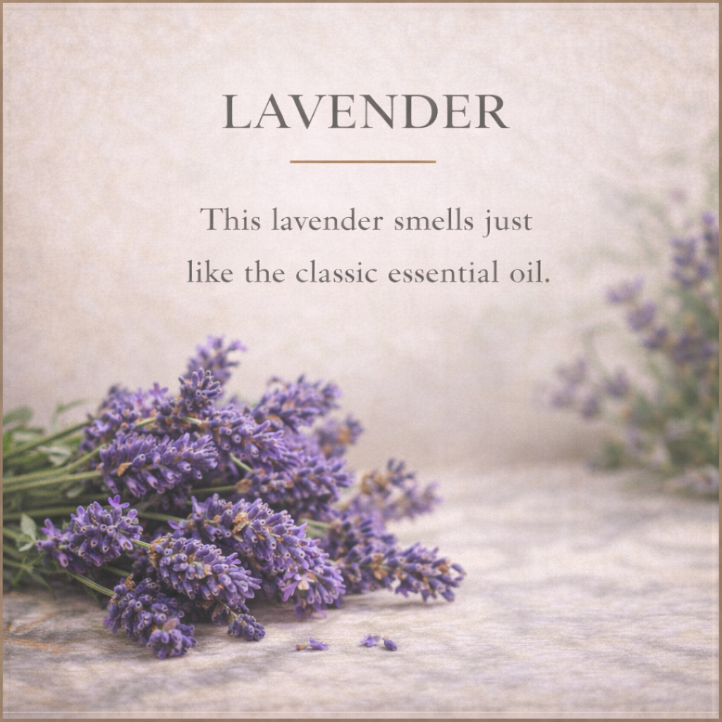 Barra de loción sólida de lavanda